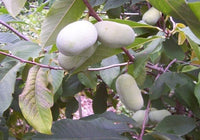 Sunflower Pawpaw (Asimina triloba)