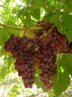 Caco Grape