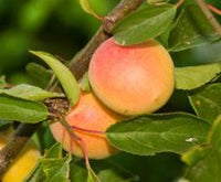 Manchurian Apricot