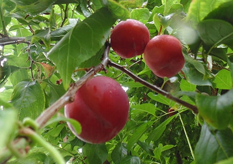 Load image into Gallery viewer, Camp Joy Sauna Plum
