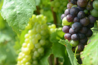 Champagne Seedless Grape