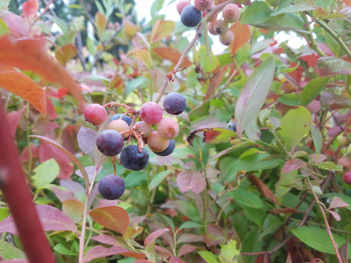 Chanticleer Blueberry
