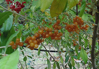 Charlie's Golden Autumn Olive 5 Plant Special