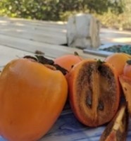 Chocolate Persimmon