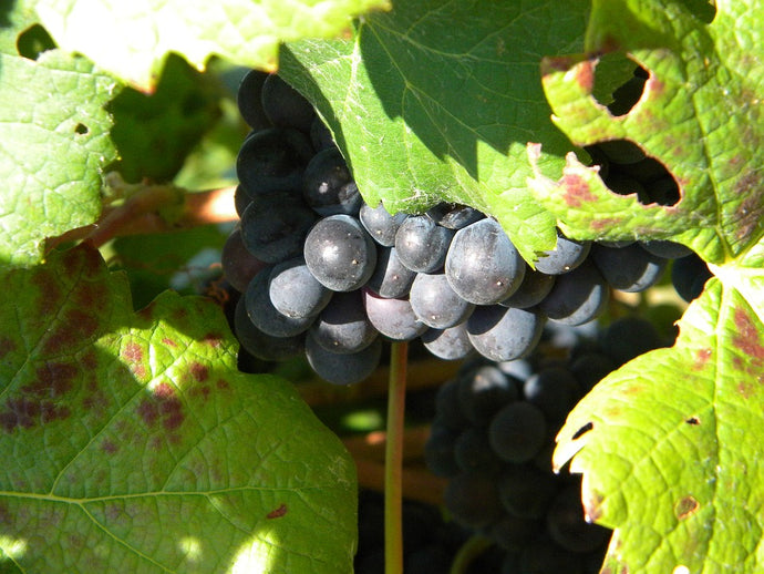 Claret Vine Grape