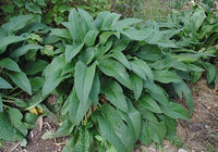 Comfrey (Symphytum officinale)