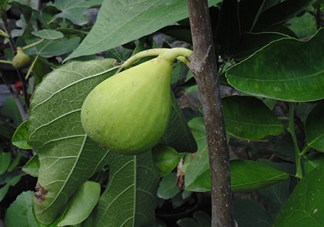 Load image into Gallery viewer, Conadria Fig
