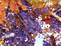 Cascade Grape