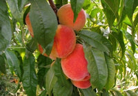 Early Redhaven Peach