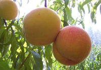 J.H. Hale Peach