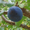 Damson Plum