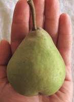 Dana Hovey Pear