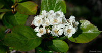 Black Hawthorn - Crataegus douglasii