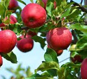 Winesap (Stayman) Apple