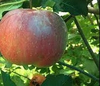 Wolf River Apple