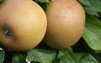 Zabergau Reinette Apple