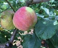 Nova Spy Early Apple