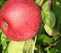 Reinette Rouge Etoile Apple
