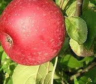 Reinette Rouge Etoile Apple