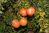 Cutting Wood of Pomegranate - Desertnyi