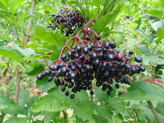 European Ornamental Elderberry Variety Special