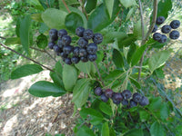 Viking Aronia