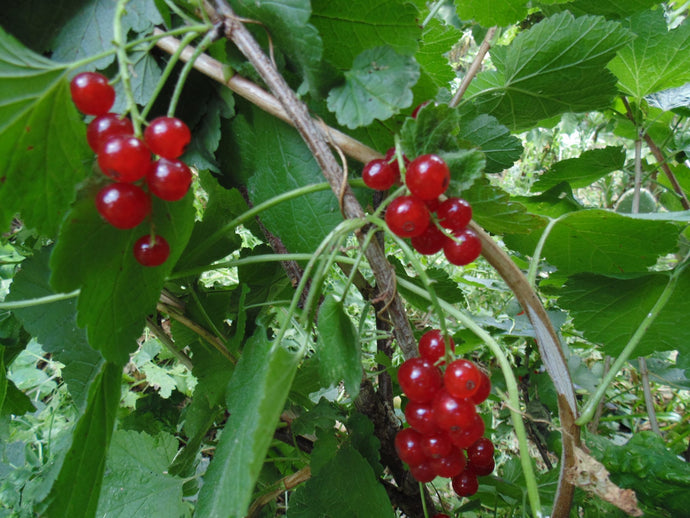 Rovada Red Currant (Ribes rubrum)