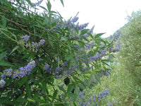 Vitex