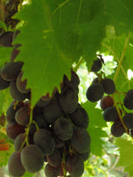 Emerald Black Seedless Grape