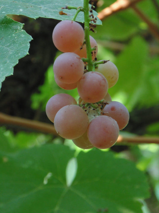 Einset Seedless Grape