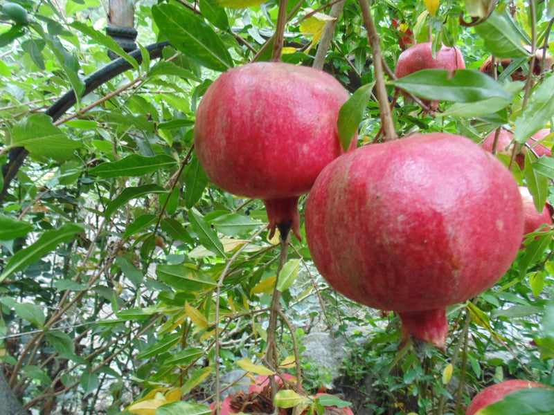 Load image into Gallery viewer, Sogdiana Pomegranate
