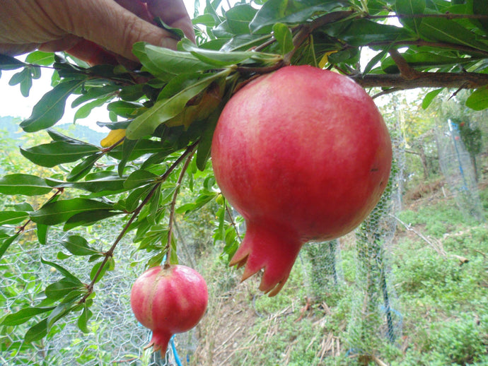 Mae Pomegranate