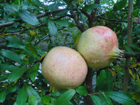 Sirenevyi Pomegranate