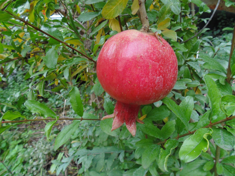 Load image into Gallery viewer, Rannii Pomegranate
