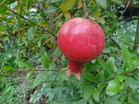 Rannii Pomegranate