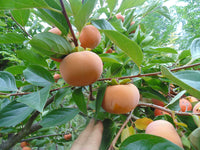 Fuyu Jiro Maekawa Oriental Persimmon