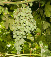 Ladyfinger Seedless Grape