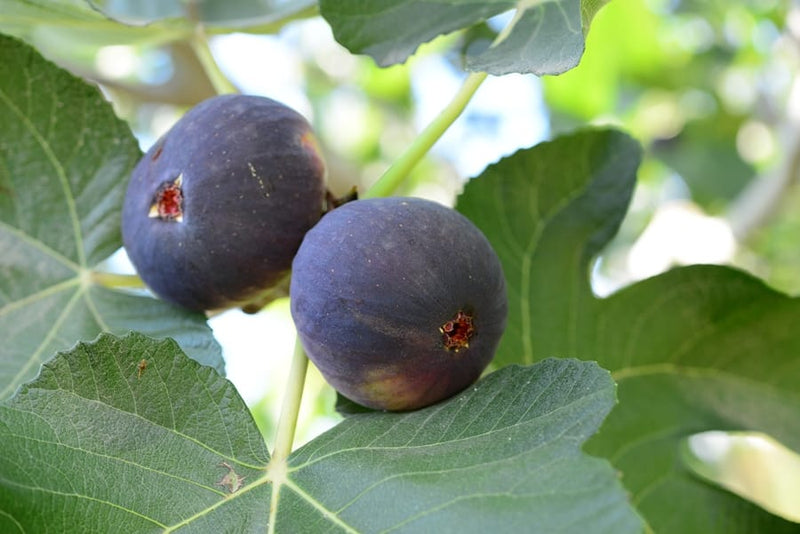 Load image into Gallery viewer, Bursa Siyahi (Black Bursa) Fig
