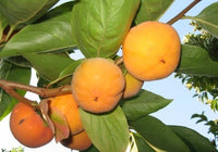 Izu Oriental Persimmon