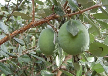 Precocious Pineapple Guava