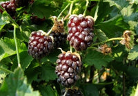 Boysenberry