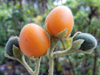 Dwarf Tamarillo