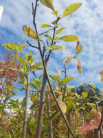 Early Laxton Plum