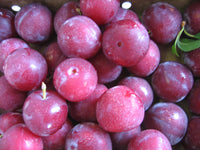 Superior Plum