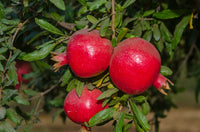 Cutting Wood of Pomegranate - Early Wonderful