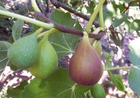 Load image into Gallery viewer, Flanders Fig
