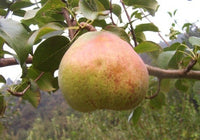 Comice Pear