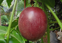 Purple Granadilla (Passiflora edulis)