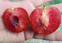Elephant Heart Japanese Plum