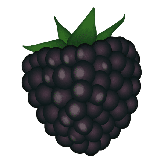 Silvanberry Blackberry